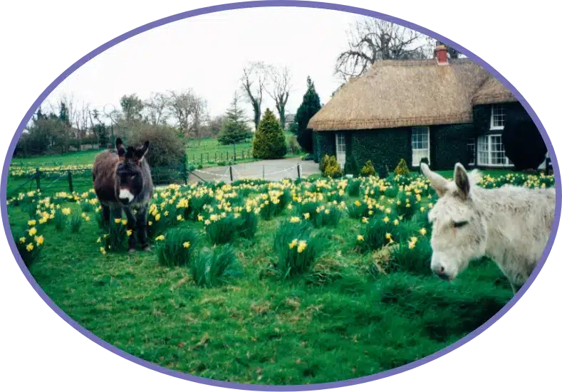Two donkeys stand in a garden filled with yellow daffodils. A thatched-roof cottage is visible in the background, surrounded by trees and a stone path, all framed in an oval shape.